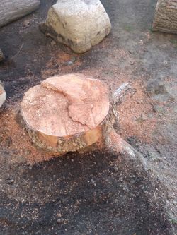 Need Stump Grinded Down Below Dirt Level 
