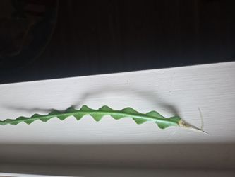 Plant rooting in water