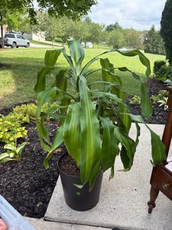 Corn plant