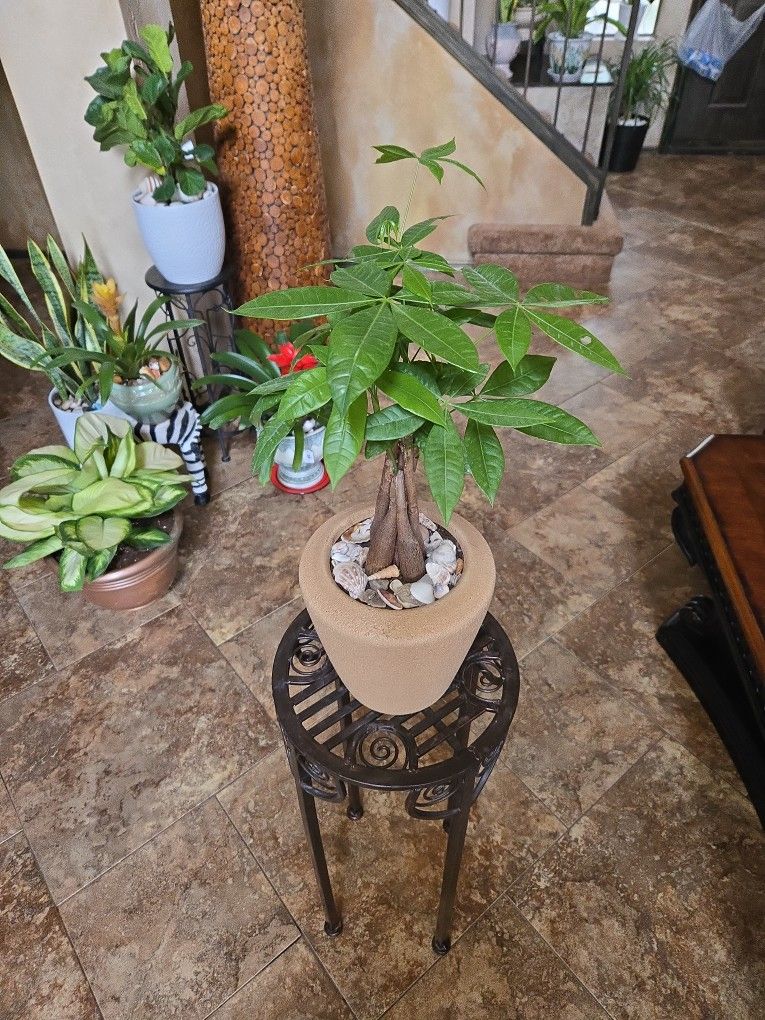 Money Tree Plant In 8in Ceramic Pot With Shells