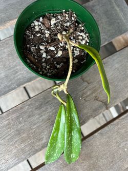 Assorted Plants ($5 each)