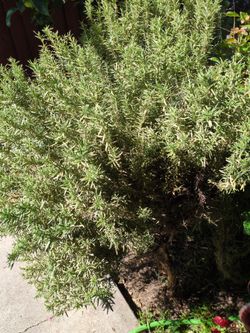 Organic rosemary