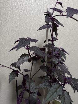 Plant Live $35