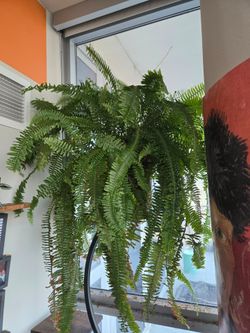 Large Boston Fern