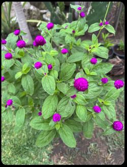 Beautiful Purple Gomphrena globosa !!!!