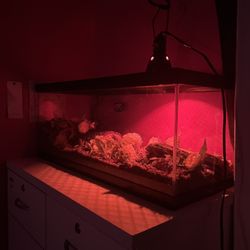 Ball Python Tank