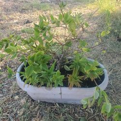 Japanese Honeysuckle 