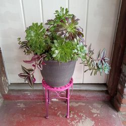 Assorted Succulent Plant 