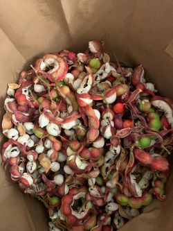 Se venden guamuchiles a 10 la libra