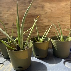 Medium Size Savila (aloe) 