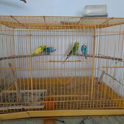 4 Pajaritos Australianos