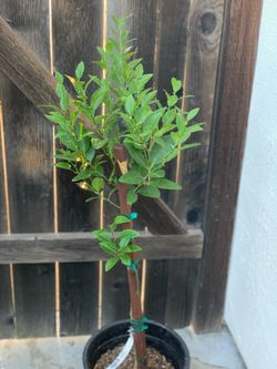 Semi Dwarf Mexican Key Lime Citrus Fruit Tree Potted Plant 5 Gallon Pot  Cash only  Pick up in North San Jose, By appointment only  Location: located 