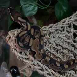 Ball python
