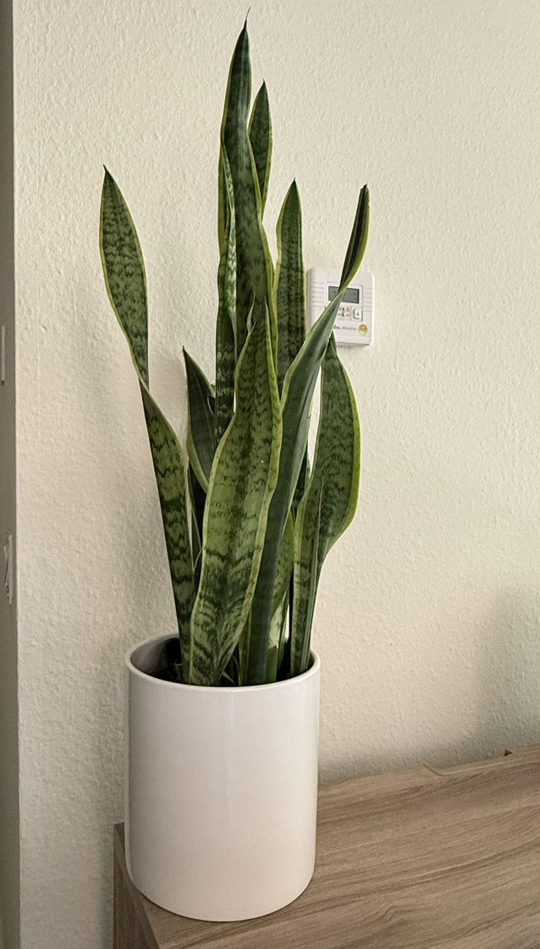 Snake Plant with the Pot