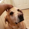joeysmogs5