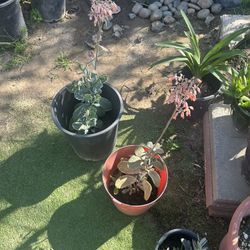 Beautiful Plant Reproduce Alot