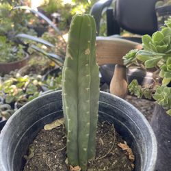 Cuctus Plant $5