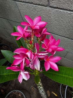 Plumeria pink plant