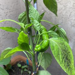 Shishito Hot Pepper Plant