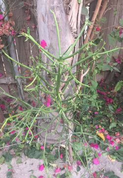 Succulent pencil stick tree with roots