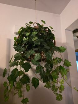 Artifical Plants Hanging Baskets