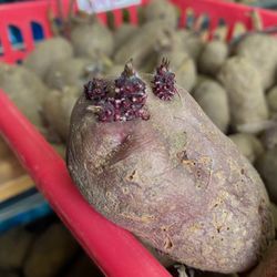 POTATO SEEDS to PLANT💯 ORGANIC from our Local Puyallup Farm