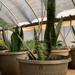   Snake Plant / mother-in-law's tongue (Sansevieria zeylanica)