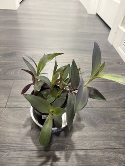 Purple Heart Tradescantia Plant Indoor Climbing In Pot 