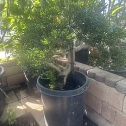 Plant For Sale