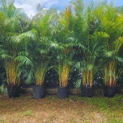 Gorgeous Arecas Palms For Inmediate Privacy!!!! About 9 Feet Tall Measurements Over The Pot!!! Fertilized 