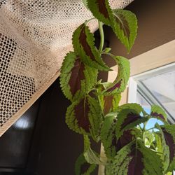 Huge Beautiful Colues Plant With Beautiful Pot