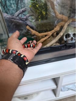 Milksnake Reptile Is enclosure Cage