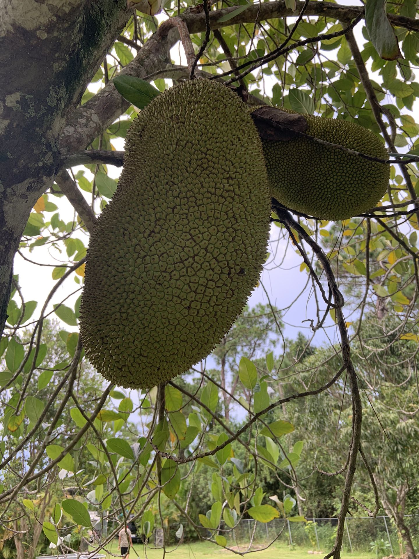 Organic Jack Fruit