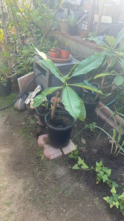 Plumeria Plant, 21 Inches Tall, Very Hardy