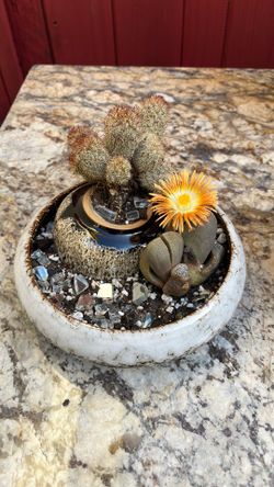 Modern Desert Succulent & Cactus Arrangement in Ceramic Bowl