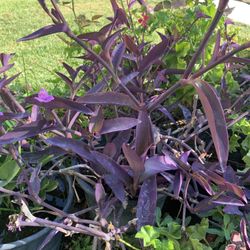 100 Pots For Sale From 2$ To 300$  Different  