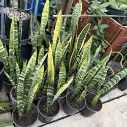 Snake Plant 