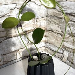 Hoya House Plant In 3.5"H  Black pot.