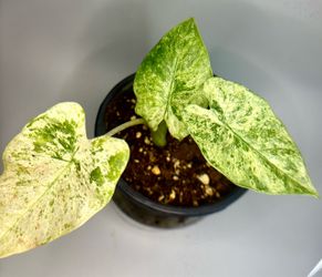 Variegated Alocasia Elephant Ears