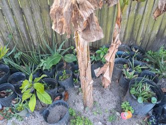 Plant's"$10-$60"