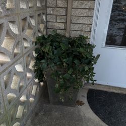 Fake Potted Plants