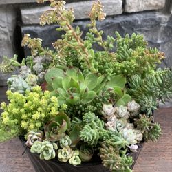 Live outdoor succulent arrangement in black ceramic pot