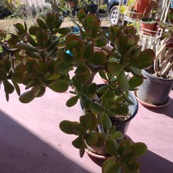 Planta de Jade de 5 galones