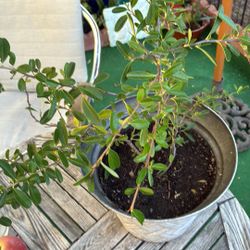 Plant Scarlet Firethorn Gets Many White Flowers Then Red Berries
