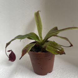 2” Nepenthes Black Miracle ‘tropical Pitcher Plant’