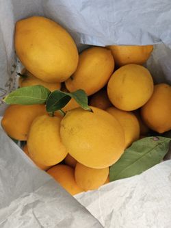 20 Organic Meyer Lemons 