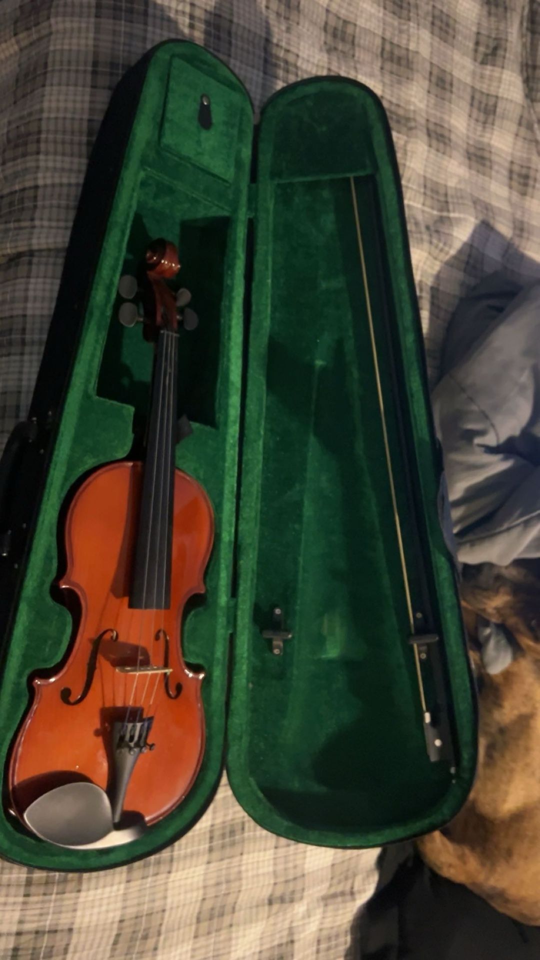 Violin