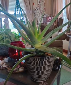 X-Large Aloe Vera Plant