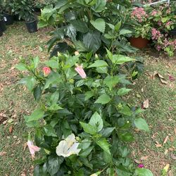 30 dollar hibiscus shrub