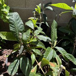 Grafted Loquat  